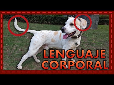 descubre lo que el lenguaje corporal dice de tu personalidad