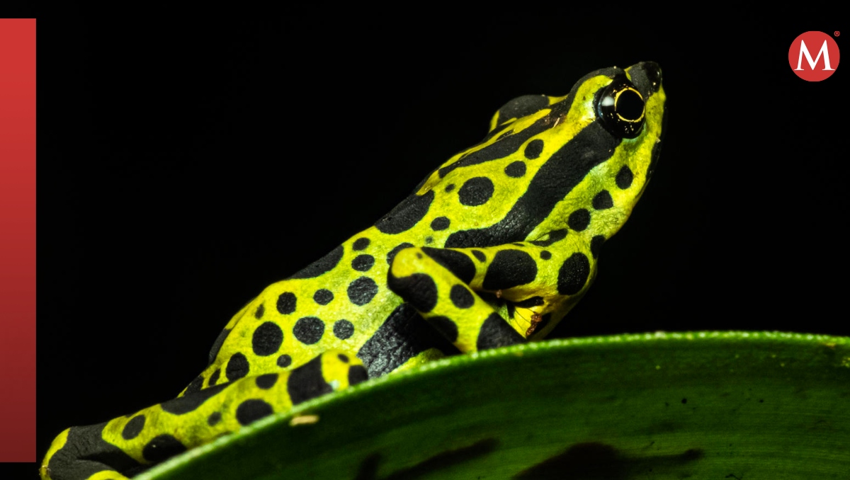 Descubre los Animales Más Asombrosos de la Costa Ecuatoriana 2 descubre los animales mas asombrosos de la costa ecuatoriana