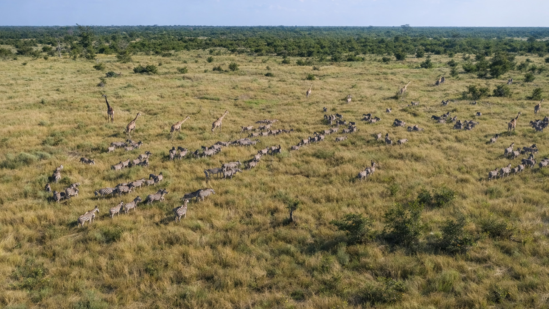 Descubre los Fascinantes Animales de la Sabana Africana 2 descubre los fascinantes animales de la sabana africana