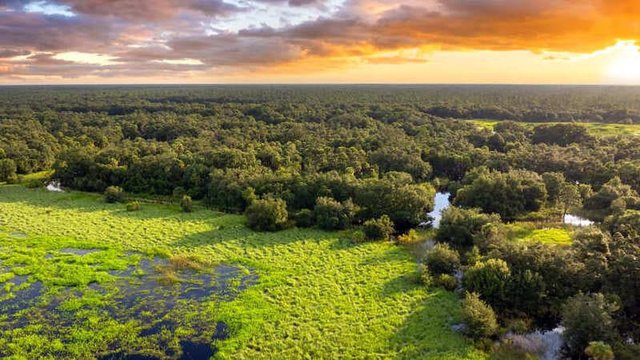 Descubre los Organismos que Transforman Tu Ecosistema 2 descubre los organismos que transforman tu ecosistema