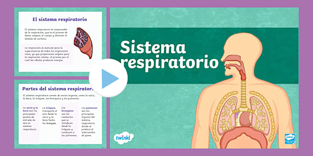 descubre los organos clave del sistema respiratorio