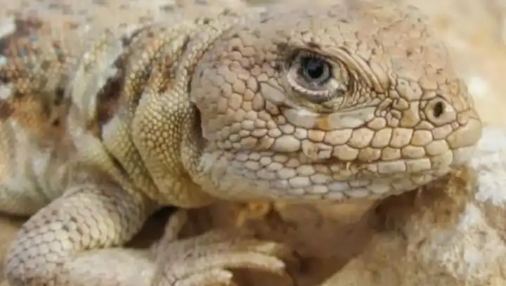 Descubre los Secretos Fascinantes de la Herpetología 14 descubre los secretos fascinantes de la herpetologia