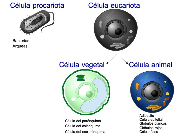Descubre Sorprendentes Características de los Pluricelulares 2 descubre sorprendentes caracteristicas de los pluricelulares