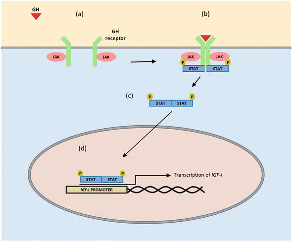 DIFERENCIA entre NEUROTRANSMISOR y HORMONA: Descubre 2 diferencia entre neurotransmisor y hormona descubre