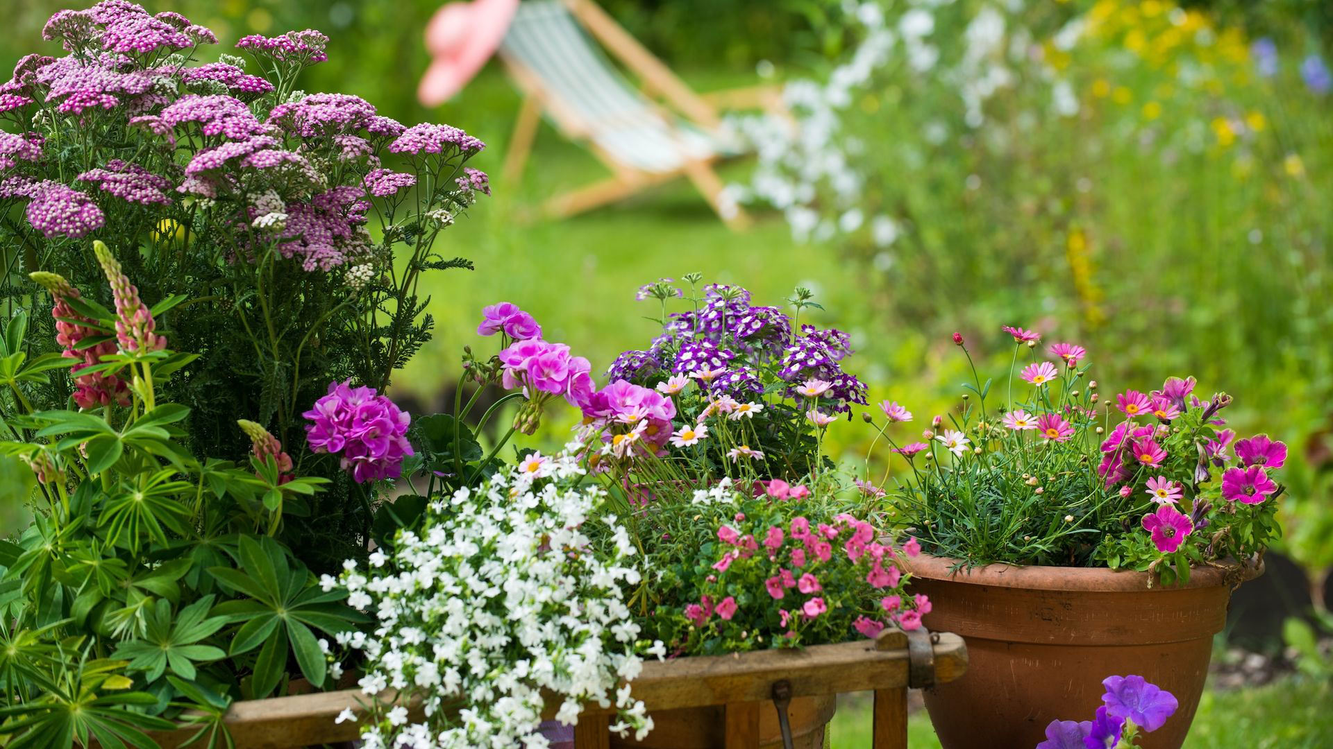 diferentes plantas que variedades te sorprenderan