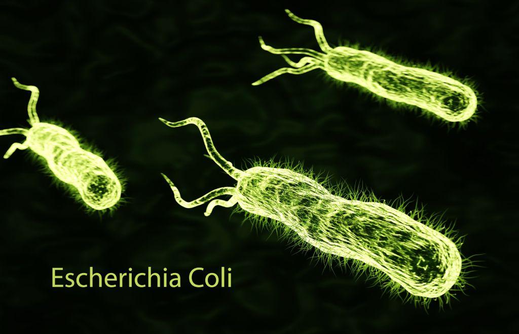 ejemplo de bacterias que no creeras que