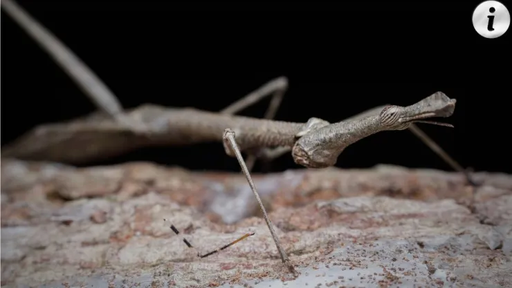 Ejemplo de Insecto: ¡Descubre 50 TIPOS INCREÍBLES! 2 ejemplo de insecto descubre 50 tipos increibles