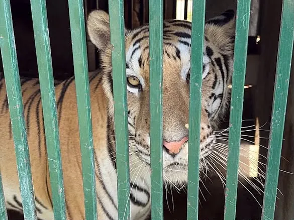 Ejemplos de ANIMALES OVULÍPAROS que te Sorprenderán 2 ejemplos de animales ovuliparos que te sorprenderan