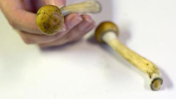 Ejemplos de HONGOS: ¡Descubre 20 SORPRENDENTES Tipos! 2 ejemplos de hongos descubre 20 sorprendentes tipos