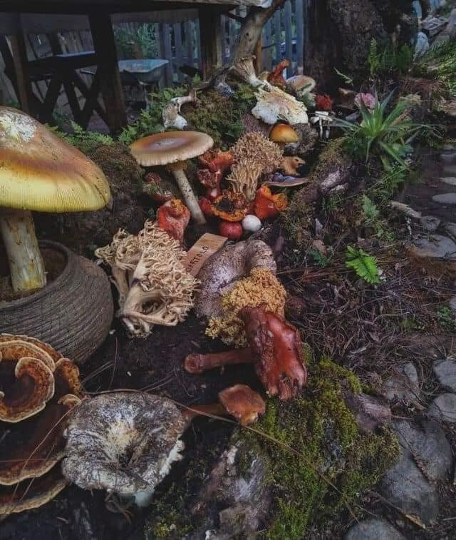 ejemplos de hongos descubre los mas increibles