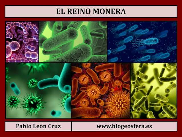 ejemplos de reino monera que no conocias descubrelos