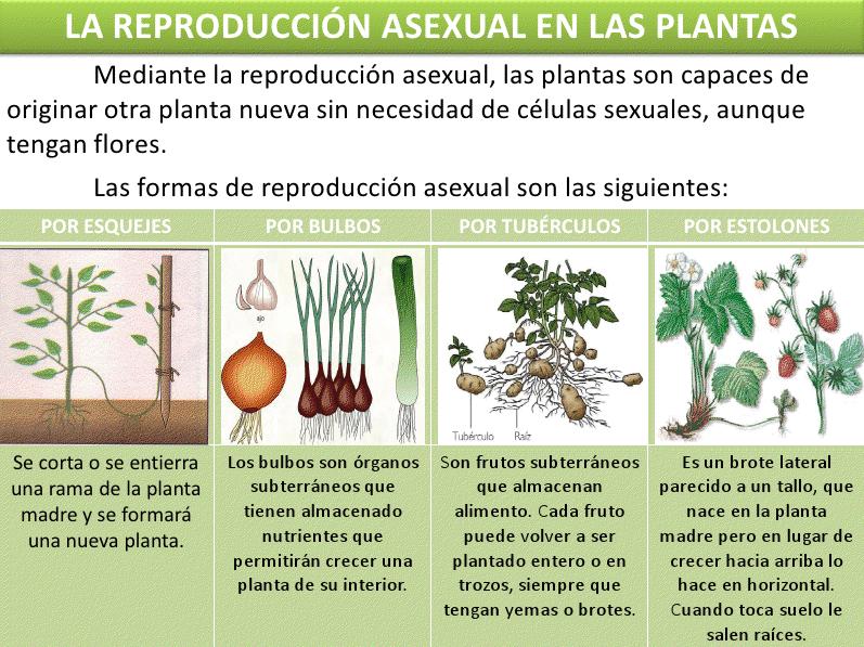ejemplos de reproduccion sexual descubre su magia