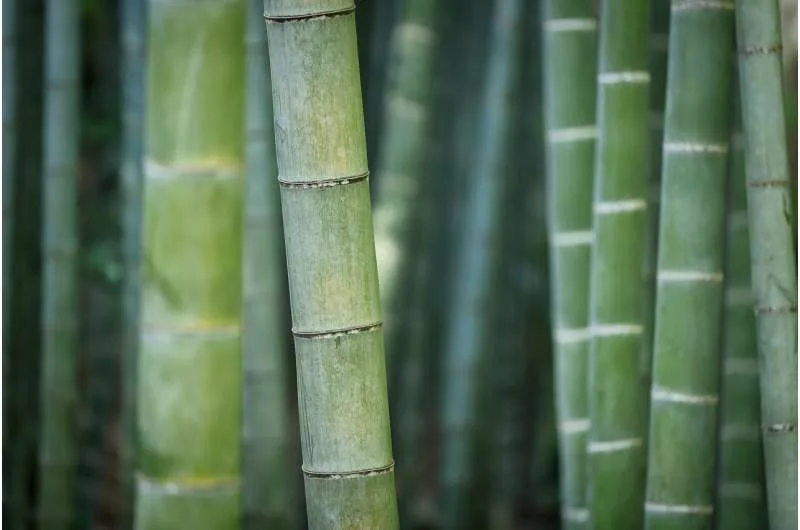 EL BAMBU: Descubre sus MISTERIOS y CARACTERÍSTICAS 2 el bambu descubre sus misterios y caracteristicas