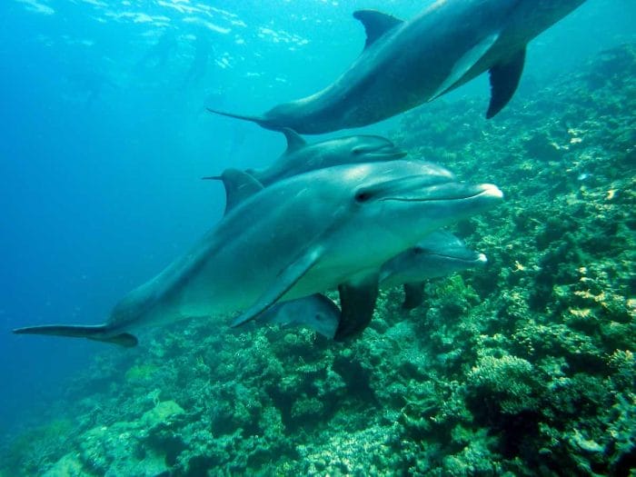 El DOLPHIN: Descubre sus CARACTERÍSTICAS y SIGNIFICADO 2 el dolphin descubre sus caracteristicas y significado