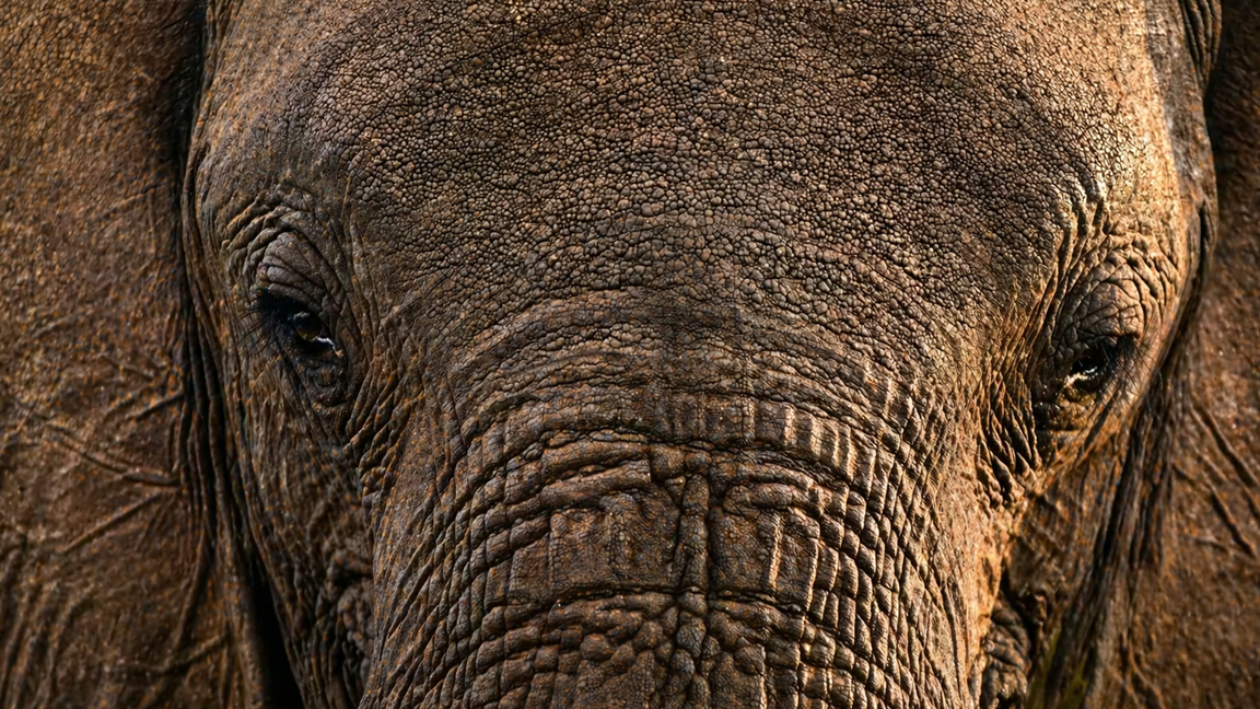 ELEFANTE: DESCUBRE SUS ASOMBROSAS CARACTERÍSTICAS 2 elefante descubre sus asombrosas caracteristicas