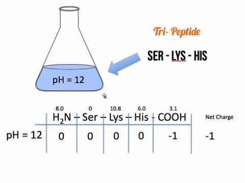 enlace polipeptidico su clave en la biologia y funcion