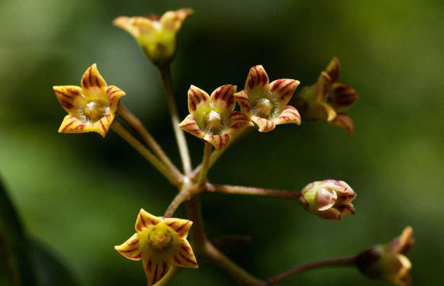 EPIDERMIS: DESCUBRE su IMPORTANCIA en las PLANTAS! 2 epidermis descubre su importancia en las plantas