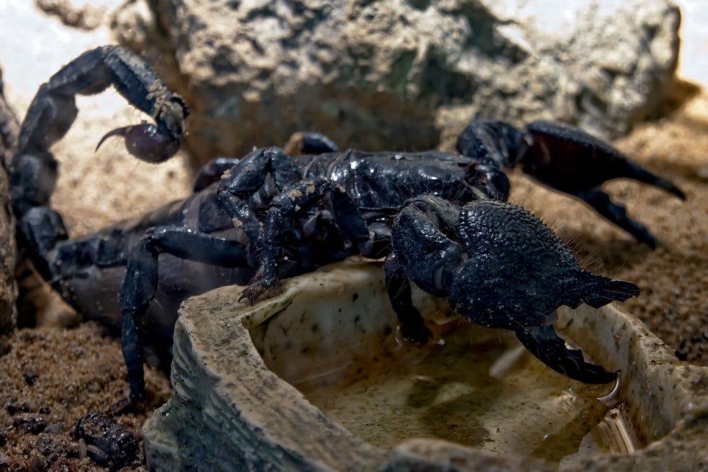 especies en peligro descubre los animales mas amenazados