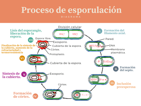 esporulacion descubre su fascinante proceso y donde ocurre