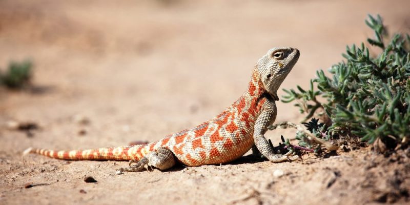 estepa que es y que animales y plantas la habitan