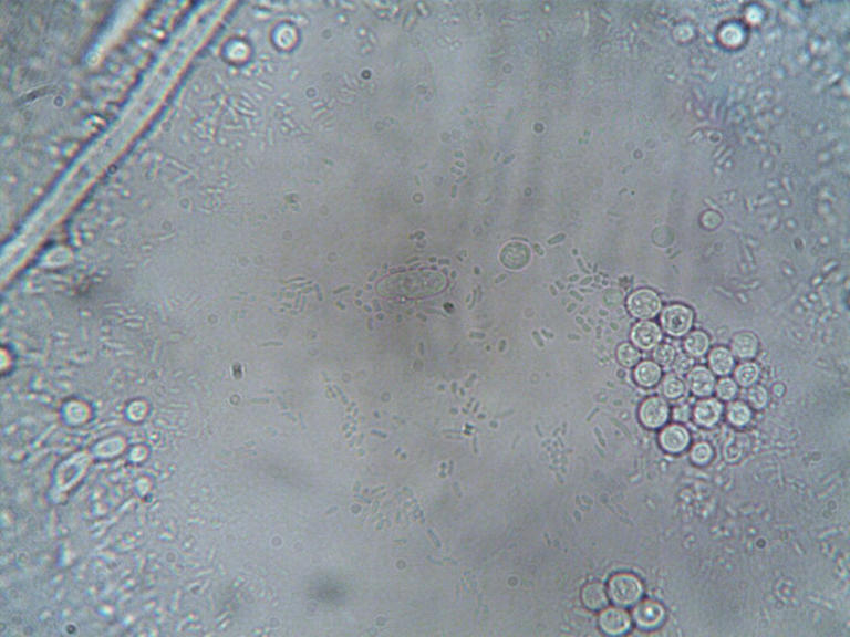 estructura macroscopica que es y su importancia