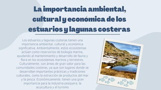 estuarios por que son vitales para nuestro planeta