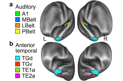 Evolución del CEREBRO HUMANO: ¡Descubre su MISTERIO! 2 evolucion del cerebro humano descubre su misterio