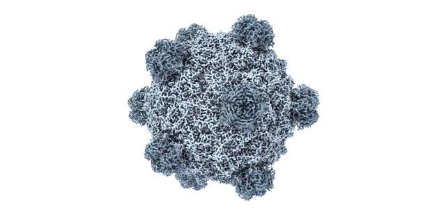 Explora las Sorprendentes Estructuras de los Virus 2 explora las sorprendentes estructuras de los virus