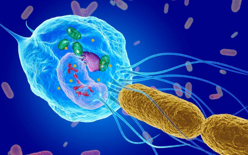 FAGOCITOSIS: DESCUBRE sus FUNCIONES y ETAPAS ESENCIALES 2 fagocitosis descubre sus funciones y etapas esenciales