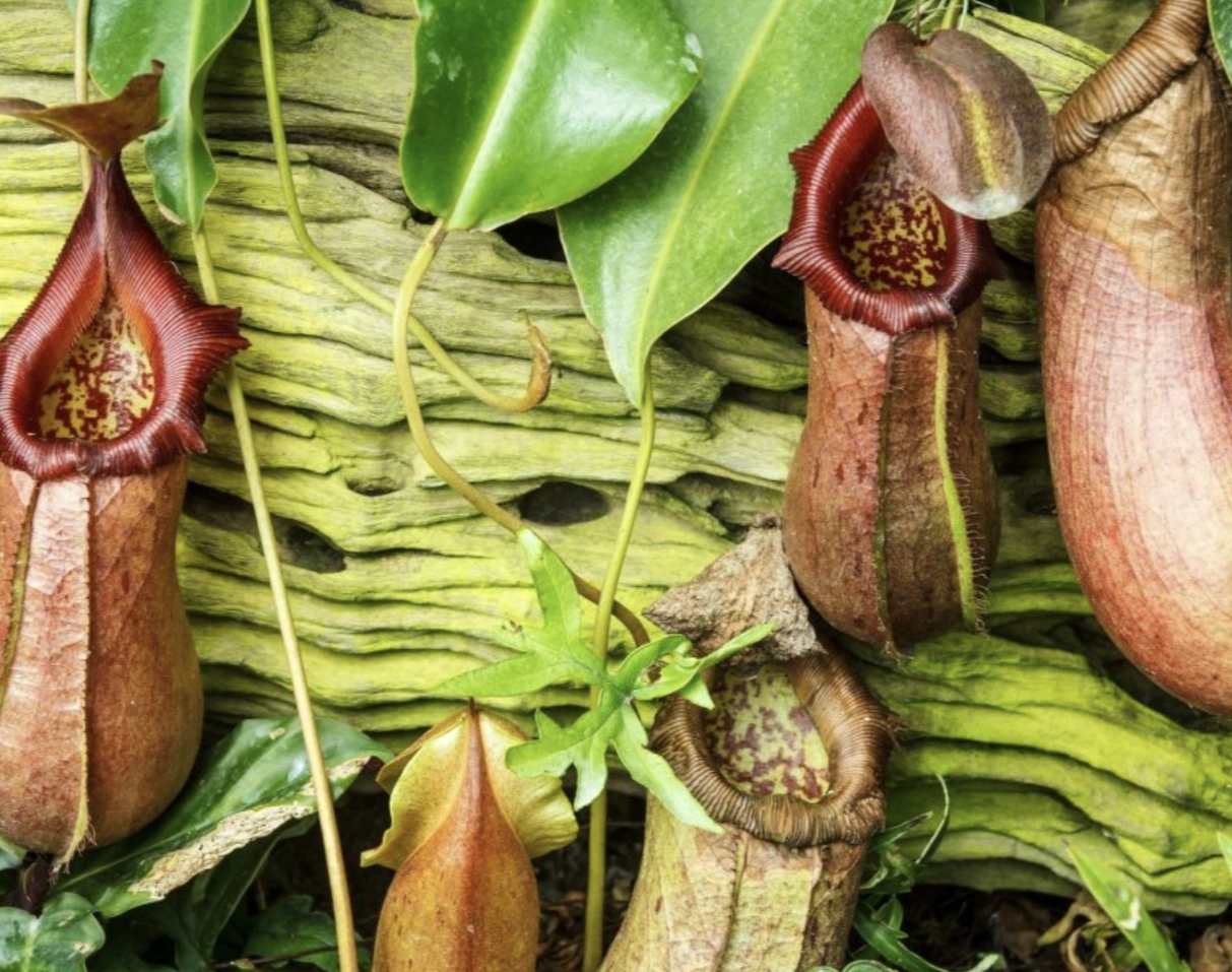 fauna en el bosque descubre su importancia y clima