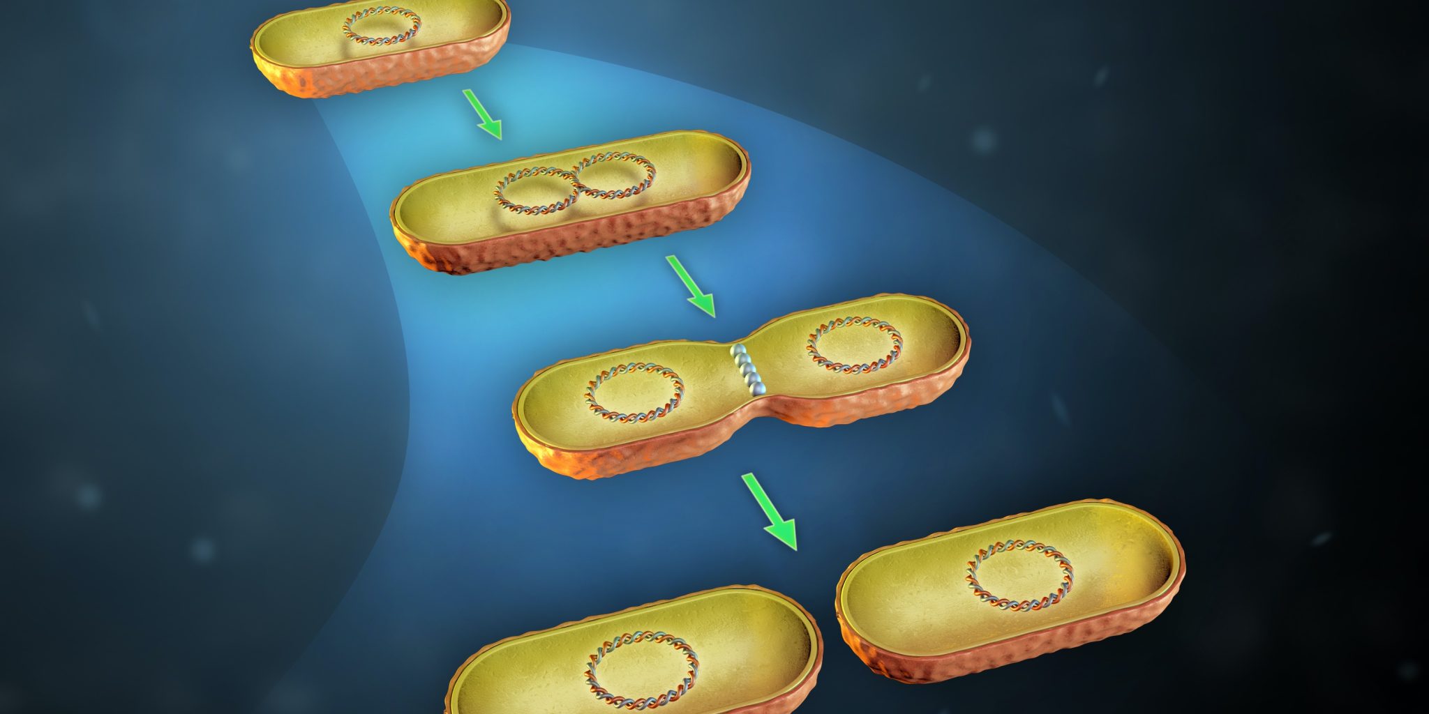 fision binaria como se da la reproduccion bacteriana