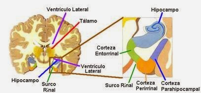 formacion hipocampal sabes sus partes y funciones