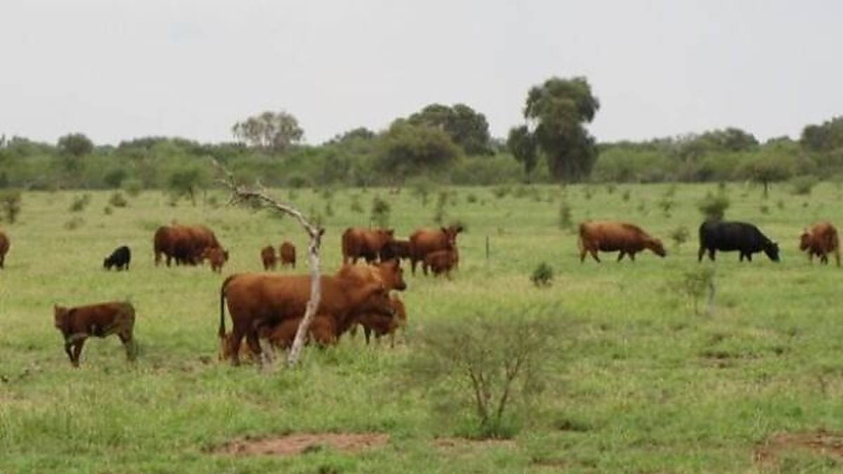 Forrajes: Qué Son y Cómo Potencian la Alimentación Animal 2 forrajes que son y como potencian la alimentacion animal