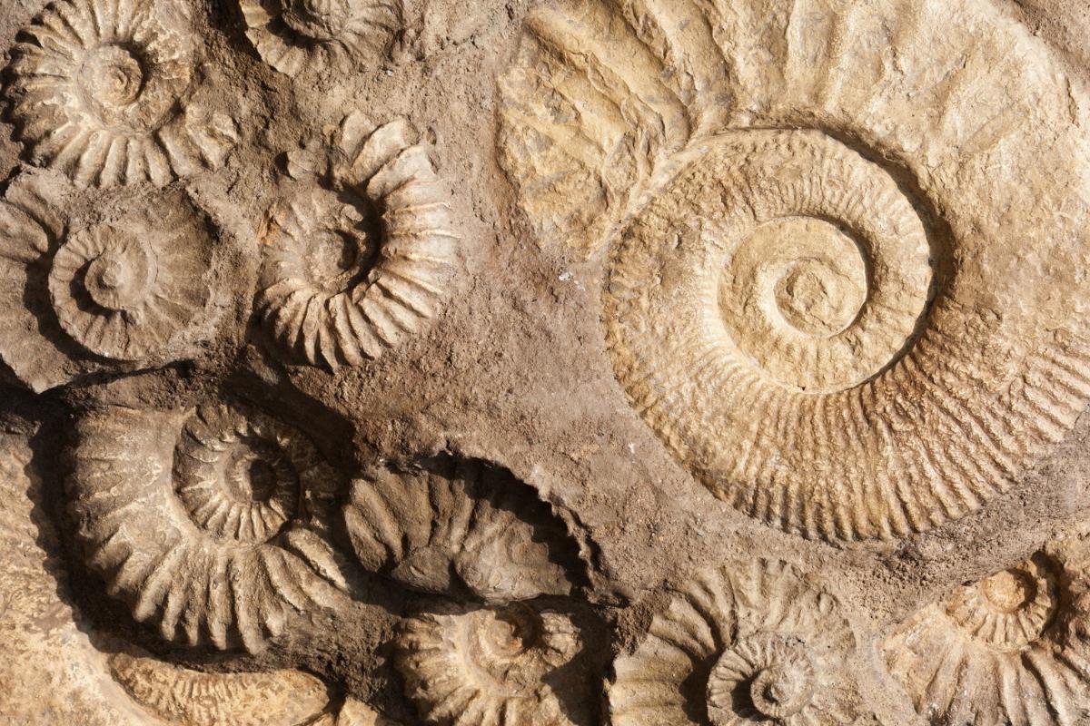 Fósiles Inexplorados: Descubre su Significado y Tipos 2 fosiles inexplorados descubre su significado y tipos