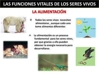 funcion del esofago que es y por que es vital