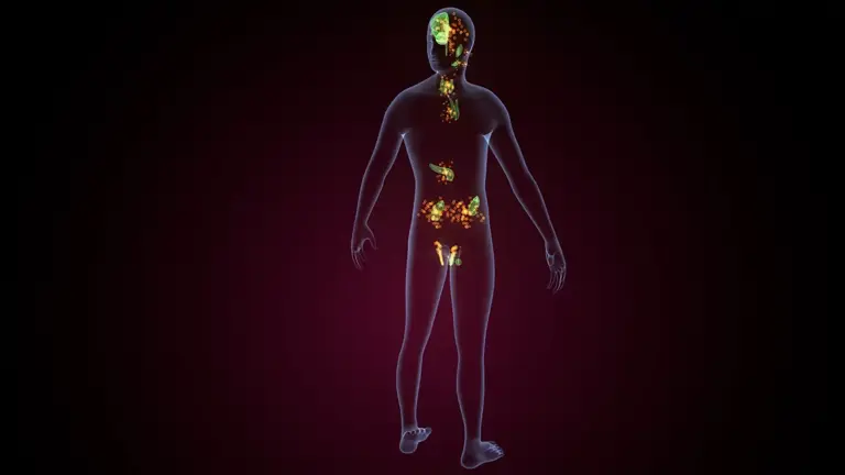 funcionamiento del sistema endocrino que oculta