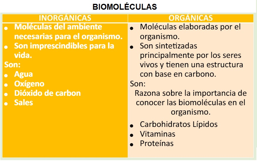 funciones de las biomoleculas descubre su importancia