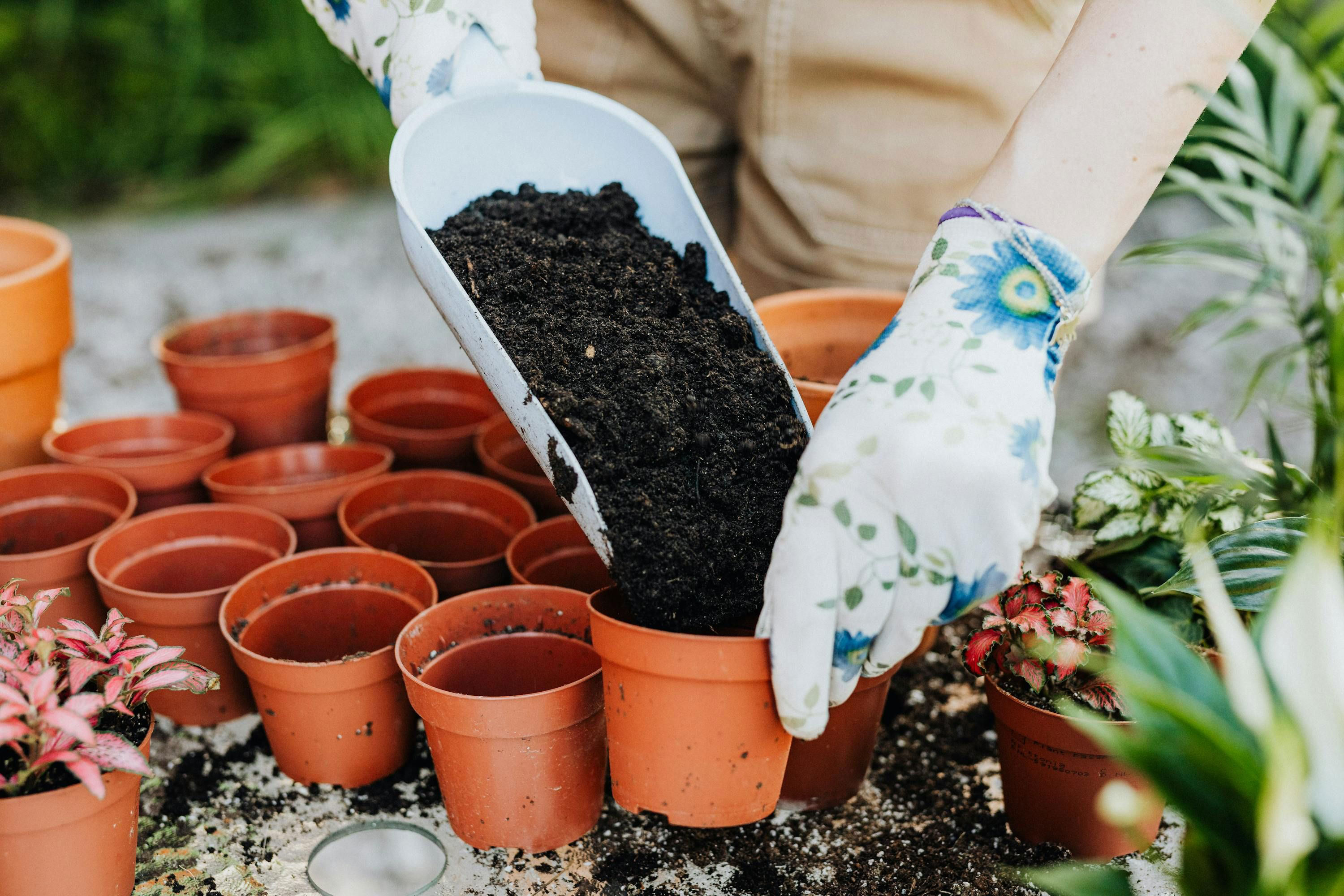 FUNGICIDA: Qué son y cómo TRANSFORMAN tus PLANTAS 2 fungicida que son y como transforman tus plantas
