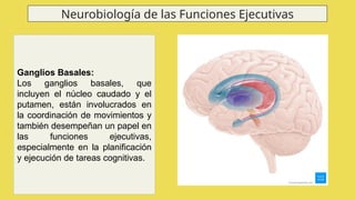 ganglios basales descubre sus misterios y funciones