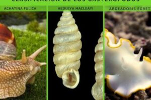 GASTERÓPODOS: Descubre el Fascinante Mundo de estos Seres 2 gasteropodos descubre el fascinante mundo de estos seres