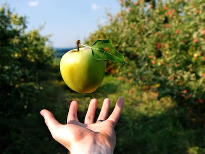 GRAVIDAD: Cómo la LEY de Newton Transformó el Universo 2 gravidad como la ley de newton transformo el universo