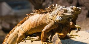 Hermafroditas: 15 ANIMALES Increíbles que Sorprenden 2 hermafroditas 15 animales increibles que sorprenden