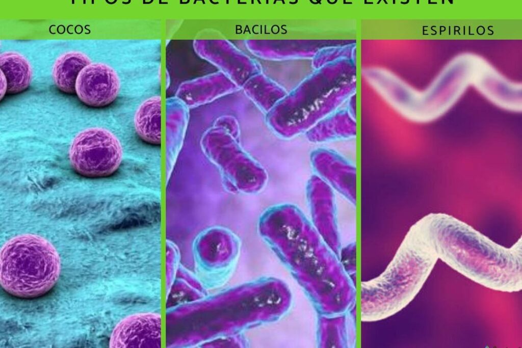 heterotrofos descubre tipos y ejemplos sorprendentes