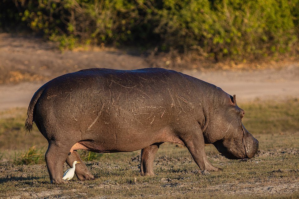 HIPOPÓTAMOS: ¡Descubre sus INCREÍBLES Características! 2 hipopotamos descubre sus increibles caracteristicas