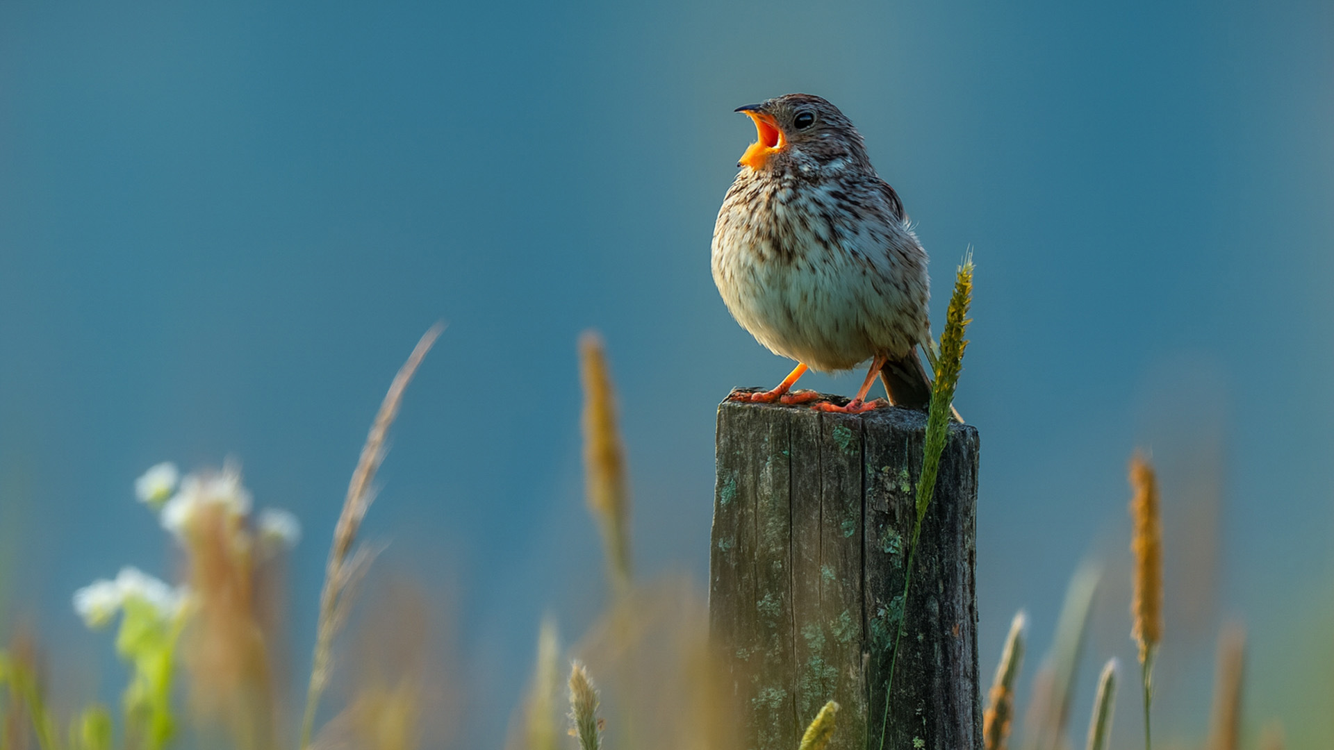 hortelano descubre su significado y mas sorpresas