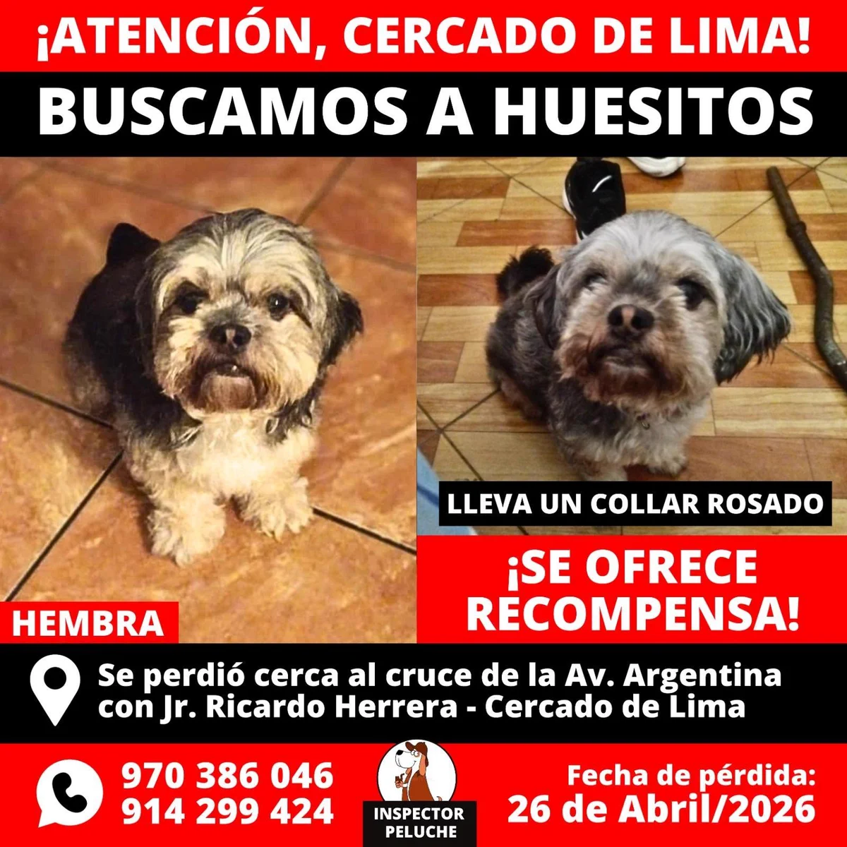 huesitos descubre su familia de palabras inesperadas