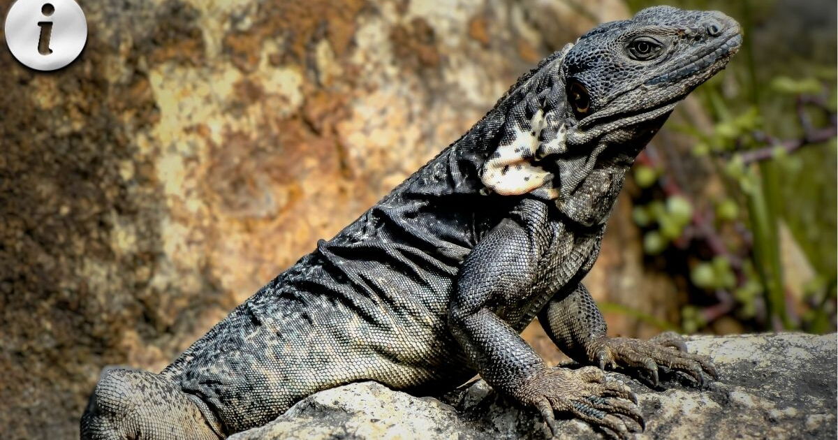 iguana descubre sus caracteristicas y alimentacion