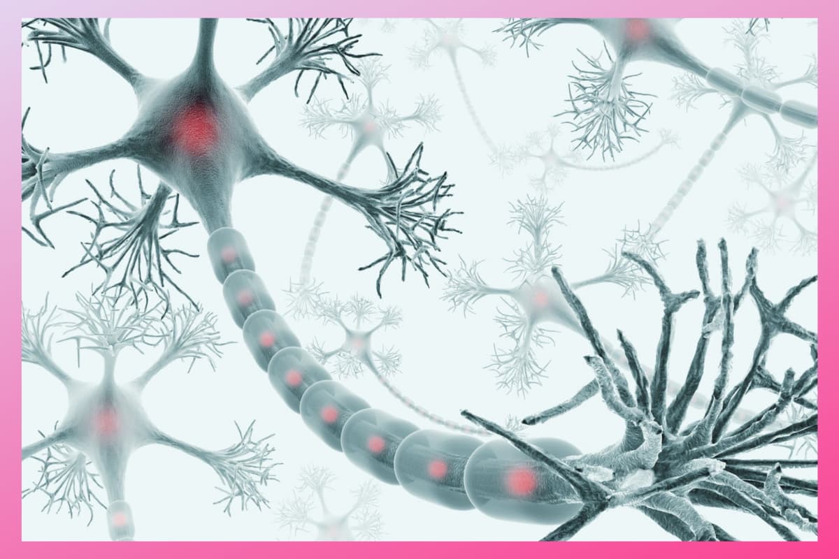 La Neurona: QUÉ SON y CUÁLES SON SUS FUNCIONES 2 la neurona que son y cuales son sus funciones