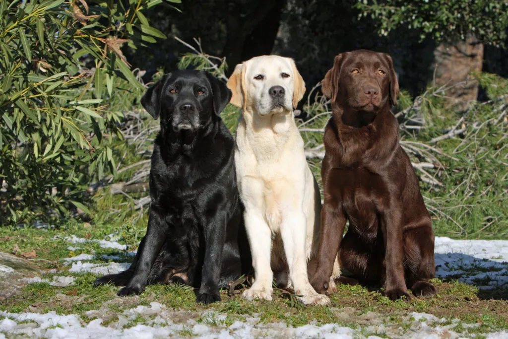 LABRADOR: DESCUBRE su SIGNIFICADO y ORIGEN SORPRENDENTES 2 labrador descubre su significado y origen sorprendentes