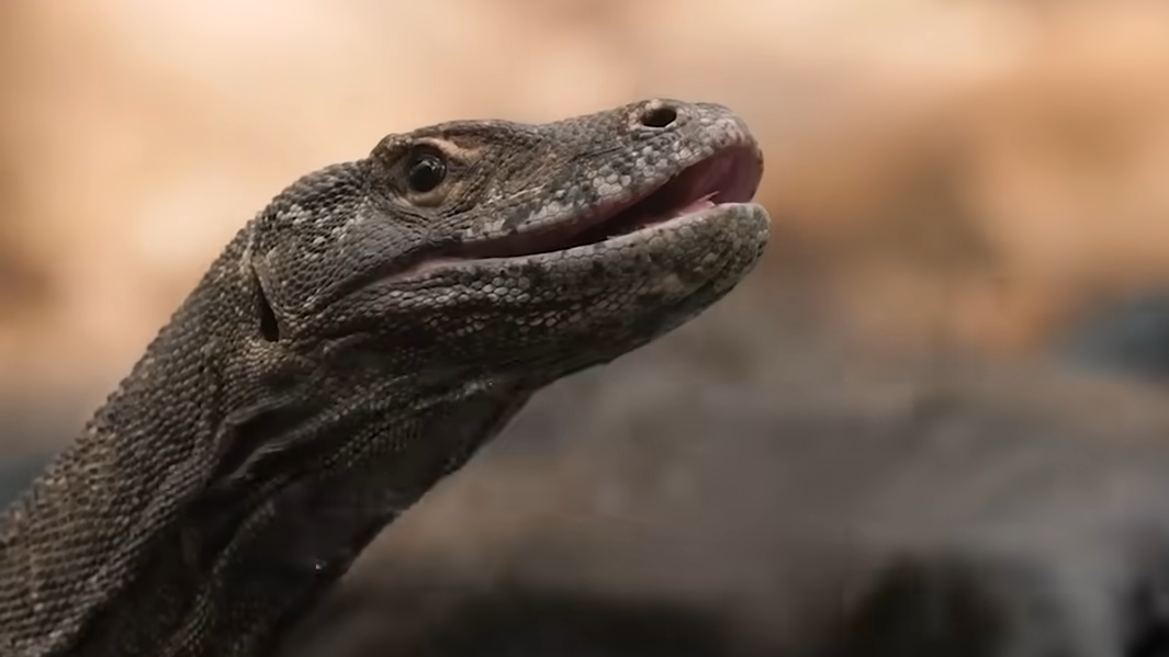 LAGARTO: DESCUBRE su INCREÍBLE MUNDO y DEFINICIÓN! 6 lagarto descubre su increible mundo y definicion